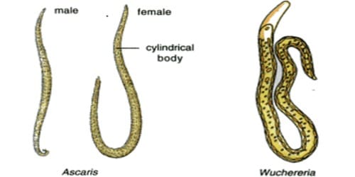 phylum aschelminthes ascaris képek