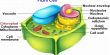 Characteristics of a Plant Cell