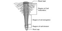 Describe Regions of the Root