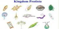 Explain Slime Moulds of Kingdom Protista