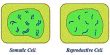 Difference between Somatic Cells and Reproductive Cells