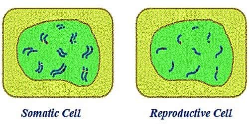 Difference between Somatic Cells and Reproductive Cells