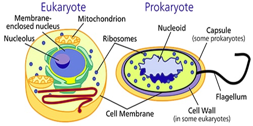 Cell Size.