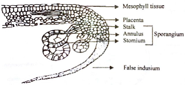 Fern Sorus Labeled