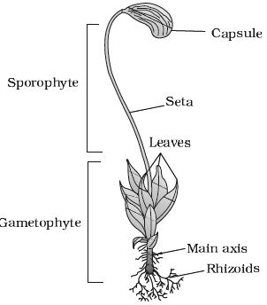 Describe on life cycle of Mosses - QS Study