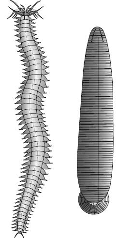 Describe on Phylum Annelida