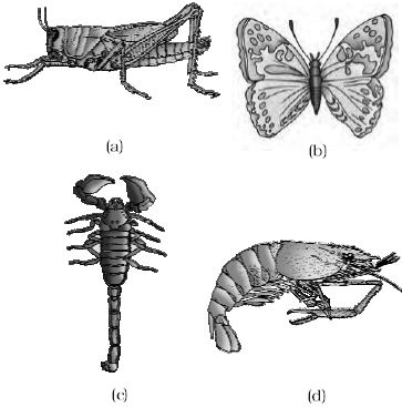 Describe on Phylum Arthropoda - QS Study