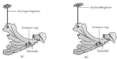 Explain on Bryophytes - QS Study