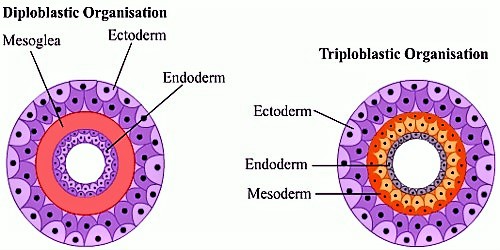 diploblastic and triploblastic 1