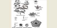 Identifying Characteristics of the Family Solanaceae