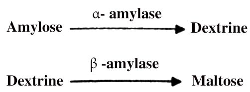 Amylase 