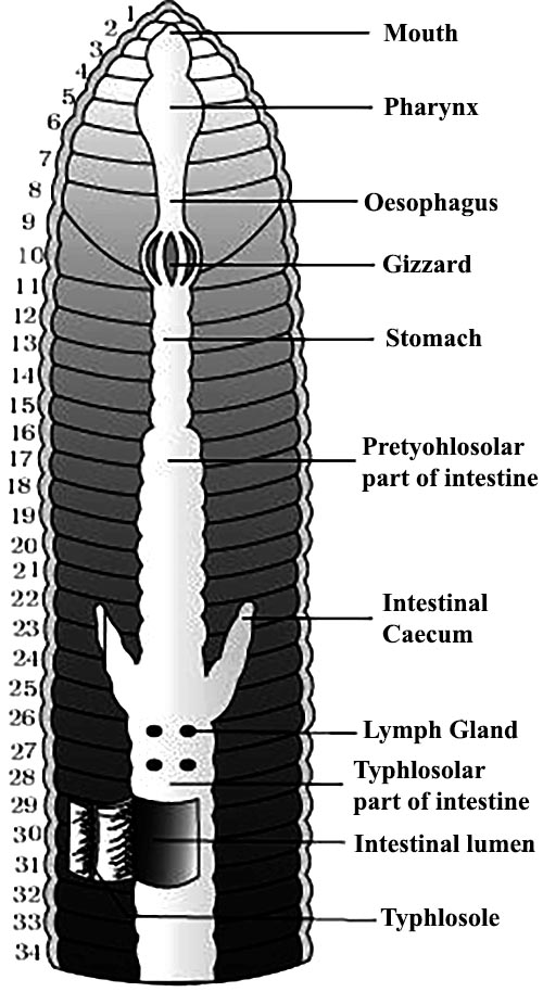 Anatomy of Earthworm - QS Study