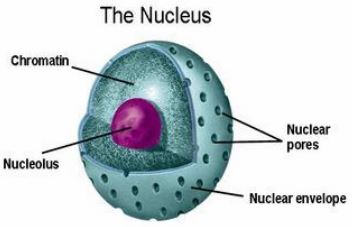 Define Nucleus - QS Study