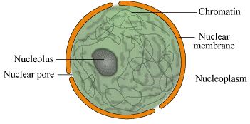 What Does Nucleoplasm Do