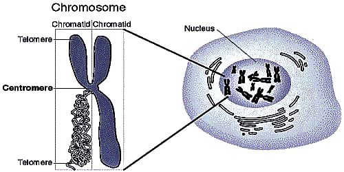 Centromere