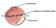 Differences between Centrosome and Centromere