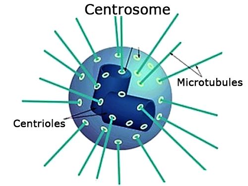 Centrosome