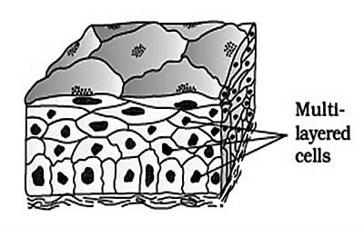 Compound Epithelium Tissue 1