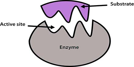 Define Enzyme with Characteristics