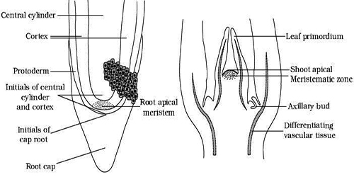 Describe on Meristematic Tissues