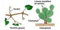 Explain Modifications of Leaves