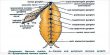Explain Nervous System of Cockroach