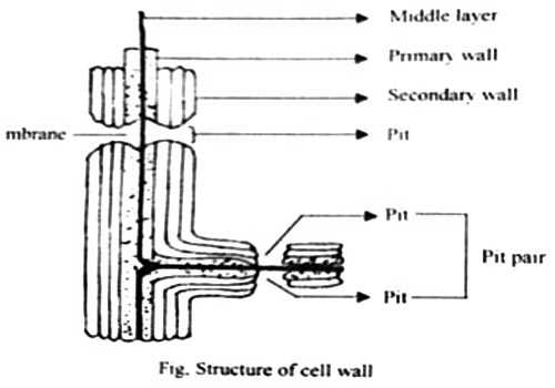 plant cell wall layers