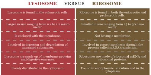 Difference between Ribosome and Lysosome