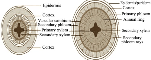 What Is Secondary Growth In Stem