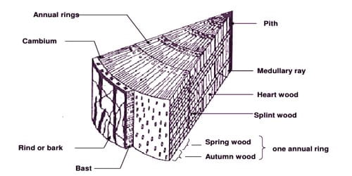 Define Spring Wood and Autumn Wood