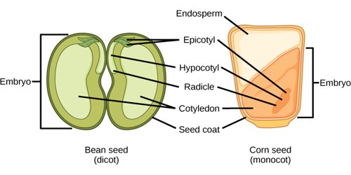 Structure of Dicotyledonous Seed