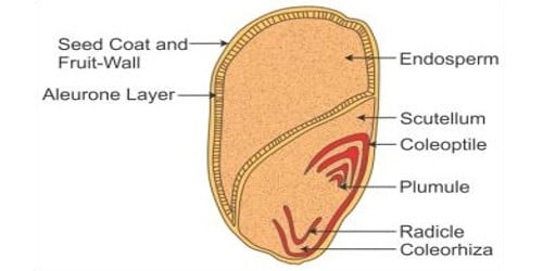 structure-of-monocotyledonous-seed-qs-study