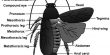 Explain Morphology of Cockroach