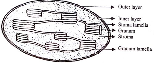 Describe the Structure of Chloroplast