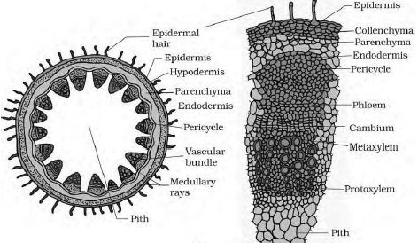 Describe on Dicotyledonous Stem - QS Study