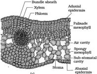 Describe on Dorsiventral Leaf or Dicotyledonous Leaf - QS Study