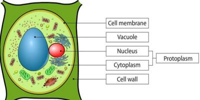 What is Protoplasm?