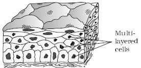 Explain on Compound Epithelium Tissue - QS Study