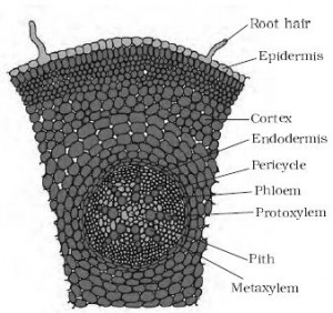 Describe on Monocotyledonous Root - QS Study