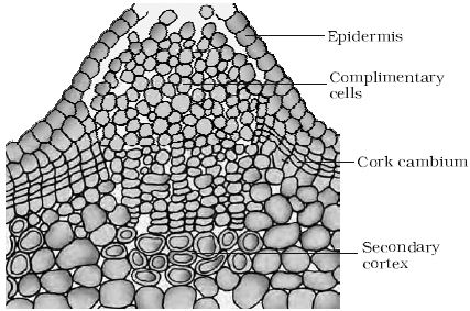 cork cambium