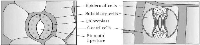 Explain on Epidermal Tissue System - QS Study