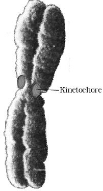 Describe Chromosome with Kinetochore - QS Study