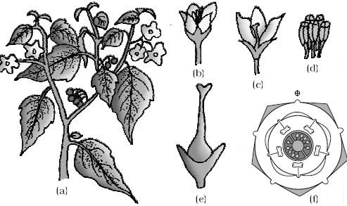 Describe on Solanaceae Family - QS Study