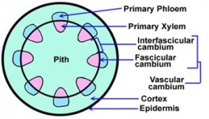 Define Vascular Cambium - QS Study