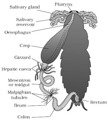 Explain Anatomy of Cockroach - QS Study