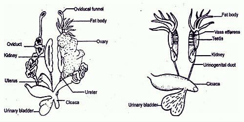 Explain Frog Female Reproductive System QS Study