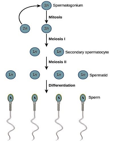 frog male reproductive system 2