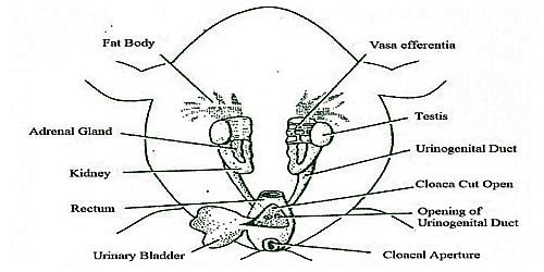 Explain Frog Male Reproductive System QS Study