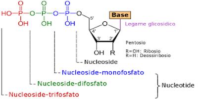 What is Nucleoside?