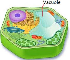 Define and Describe on Cell Vacuole